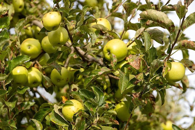 Nuestras manzanas Ecobesa